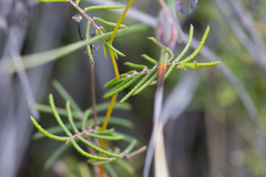 Gompholobium venustum