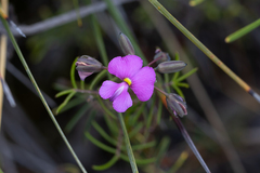 Gompholobium venustum