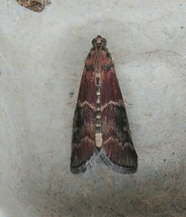 Euzophera ostricolorella