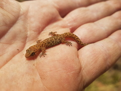 Pachydactylus capensis