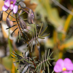 Gompholobium venustum