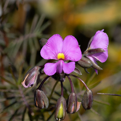 Gompholobium venustum