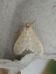 Paracorsia repandalis