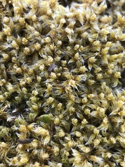 Racomitrium