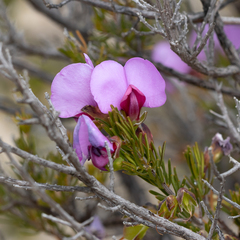 Gompholobium scabrum