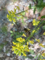 Andrena milwaukeensis
