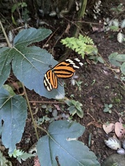Heliconiini
