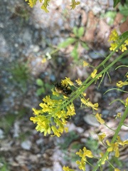 Andrena milwaukeensis