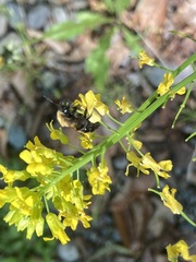 Andrena milwaukeensis