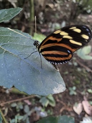 Heliconiini