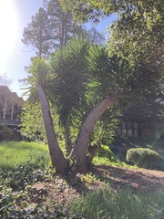 Asparagaceae