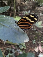 Heliconiini