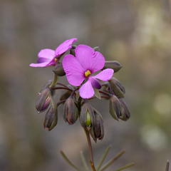 Gompholobium venustum