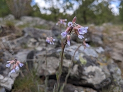 Boechera retrofracta