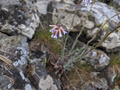 Boechera retrofracta