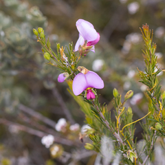 Gompholobium scabrum