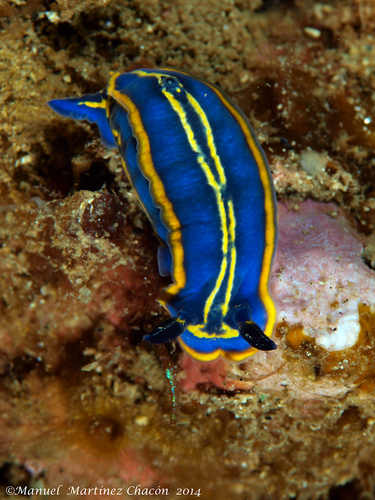 Felimare bilineata (Pruvot-Fol, 1953)