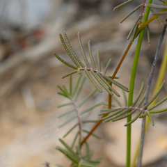 Gompholobium venustum
