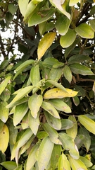 Cinnamomum kotoense