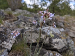 Boechera retrofracta