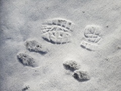 Lagomorpha