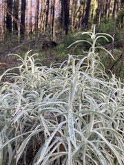 Pseudognaphalium beneolens