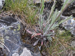 Boechera retrofracta