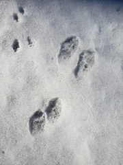 Lagomorpha