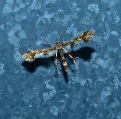 Oxyptilini