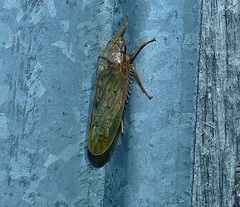 Ponana rubida