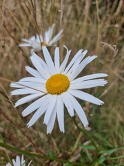 Leucanthemum maximum
