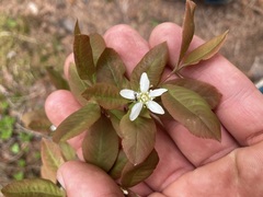 Amelanchier bartramiana