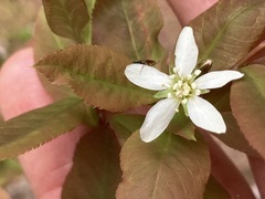 Diplazon laetatorius