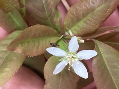 Diplazon laetatorius