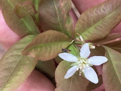 Diplazon laetatorius