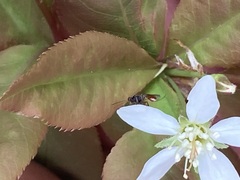 Diplazon laetatorius