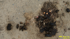 Nyctereutes procyonoides