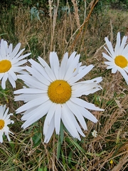 Leucanthemum maximum