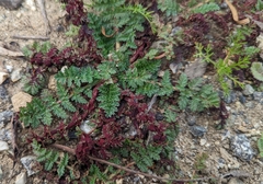 Synchytrium papillatum