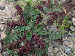 Synchytrium papillatum