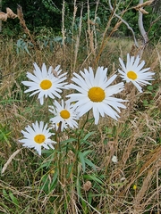Leucanthemum maximum