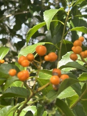 Auranticarpa rhombifolia