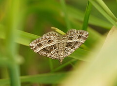 Chrysolarentia subrectaria