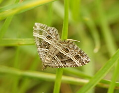Chrysolarentia subrectaria