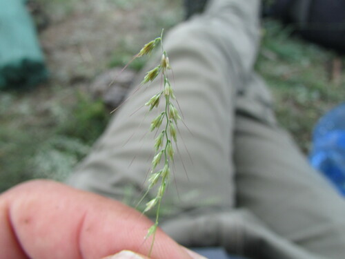 fragilegrass (Aegopogon tenellus)
