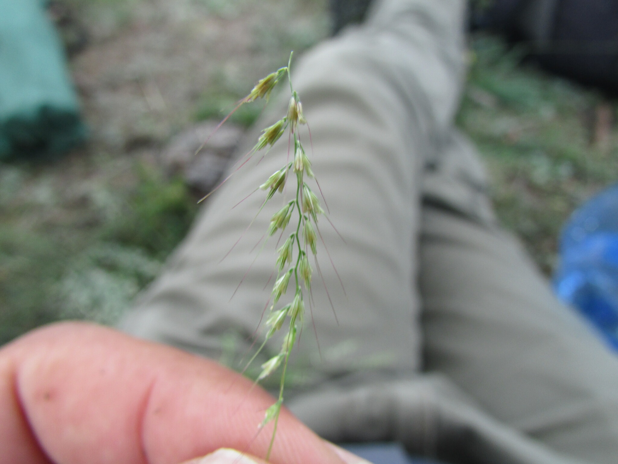 Muhlenbergia uniseta