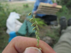 Muhlenbergia uniseta