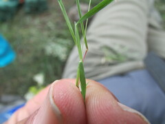 Muhlenbergia uniseta
