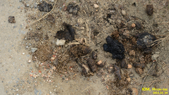 Nyctereutes procyonoides