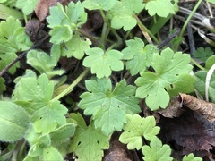 Ranunculus parviflorus